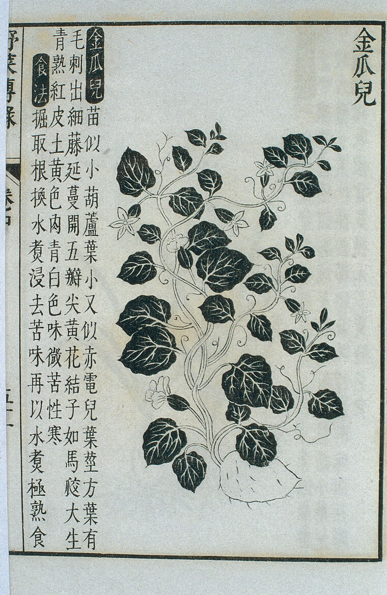 'Jin gua'er (a kind of pumpkin), Chinese woodcut', from 'Yecai bolu' (Compendium of Edible Wild Plants), sourced from Wellcome Collection, licenced PDM 1.0 DEED.jpg
